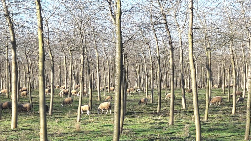 Sheep grazing in Silvopasture to drought-proof grazing land