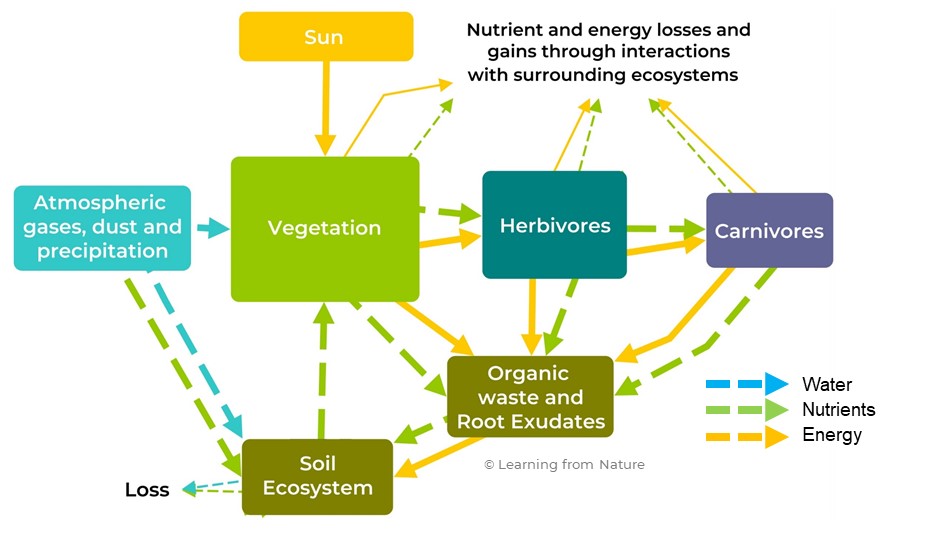 Diagram of a ecosystem