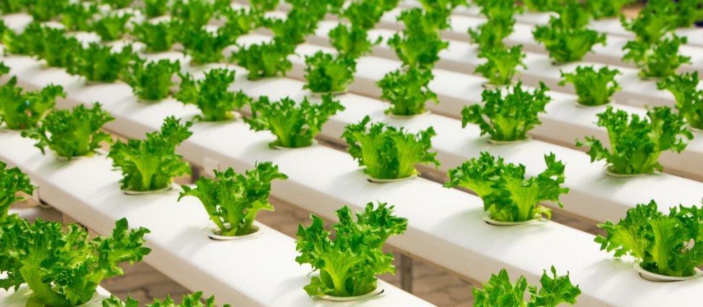 Photo of lettuce grown hydroponically