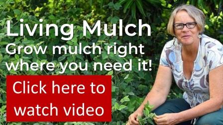 Click here to watch video on growing living mulch