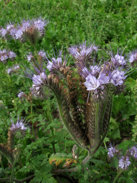 choose plants like this one