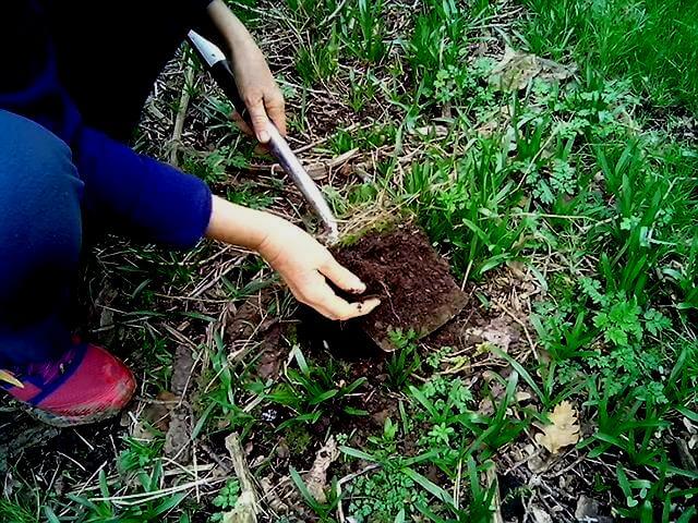 Build Healthy Soil by Learning from Nature