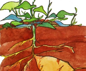 How to Grow Food with less Fertiliser