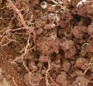 Photo of health soil
