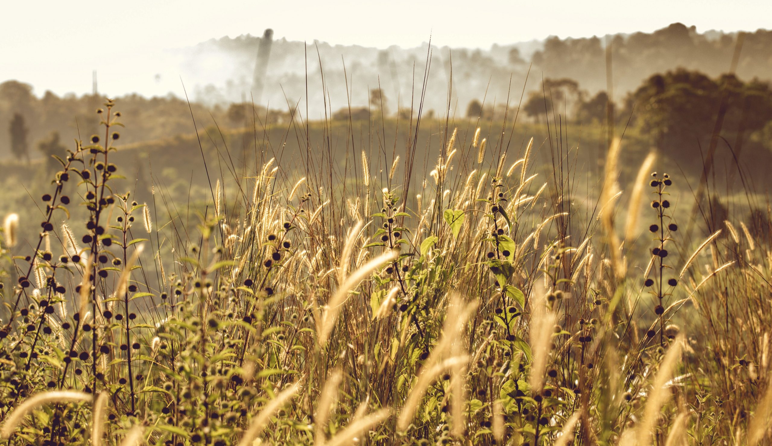 How Best to get into Regenerative Farming and Gardening