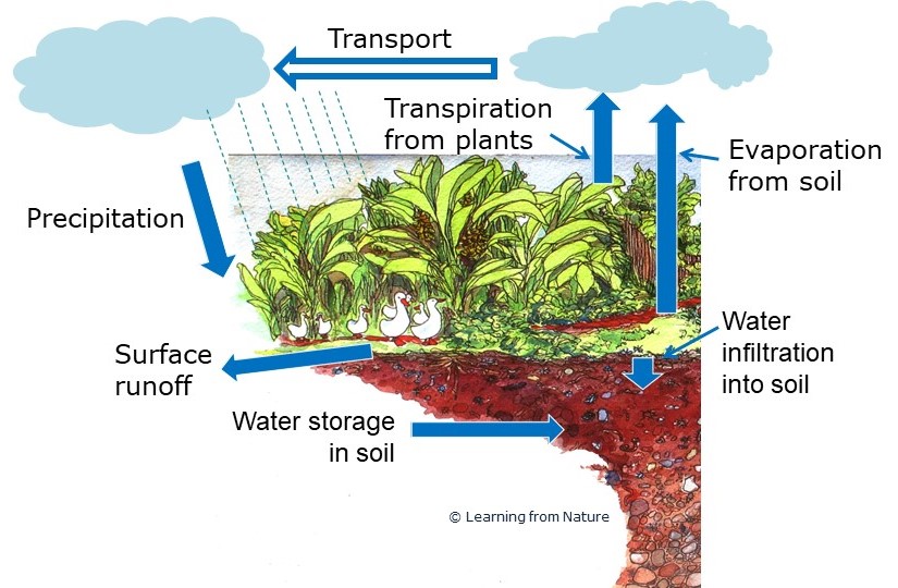 Diagram showing how to drought-proof your garden by improving your water cycle