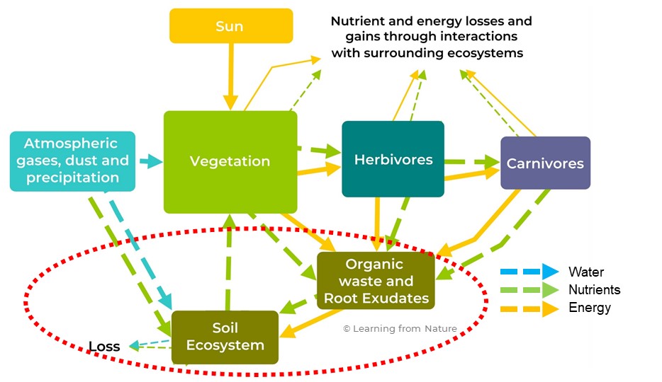 Diagram of a soil ecosystem - Learning from Nature