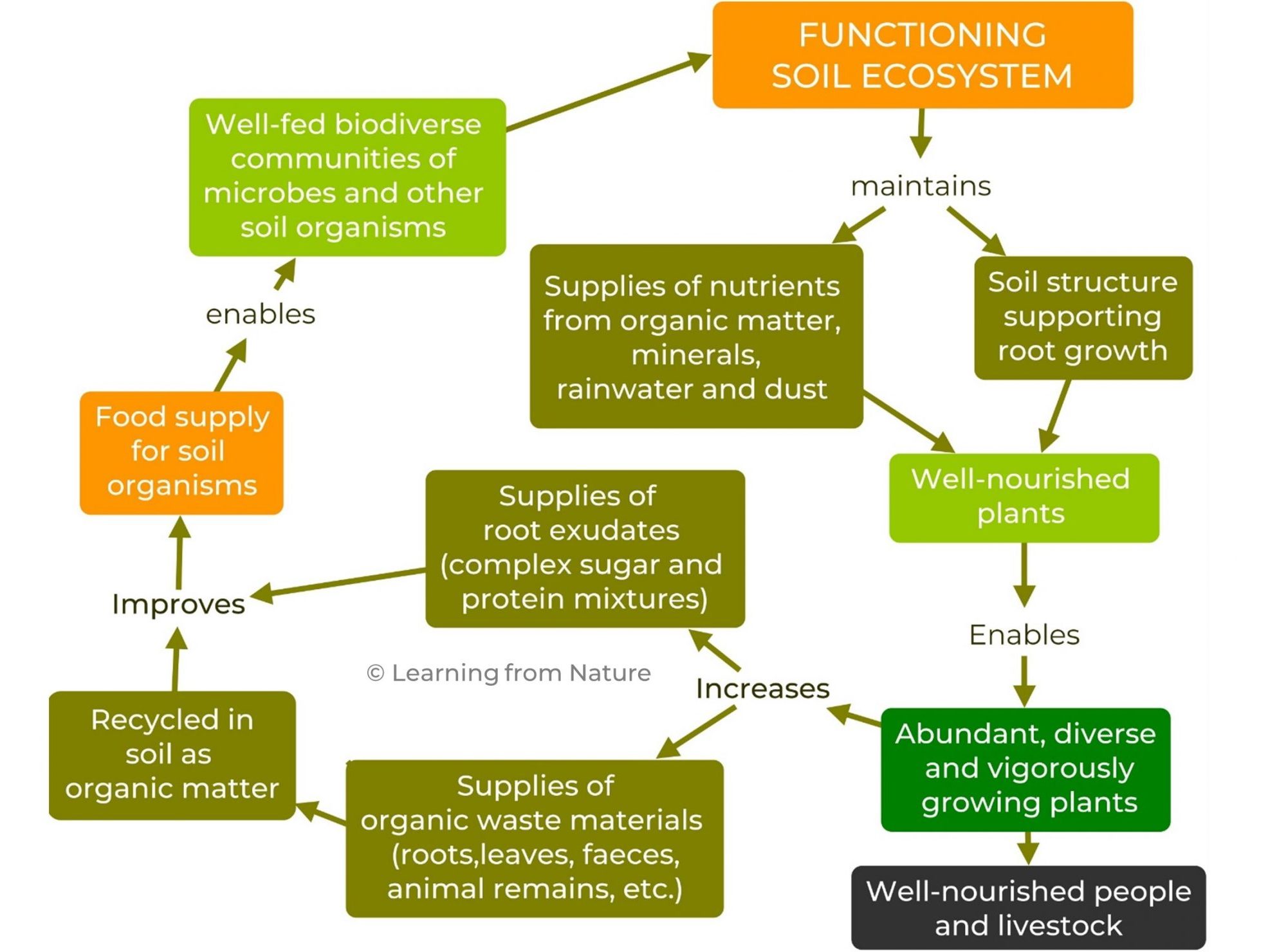 Diagram showing the services provided by functioning soil ecosystems