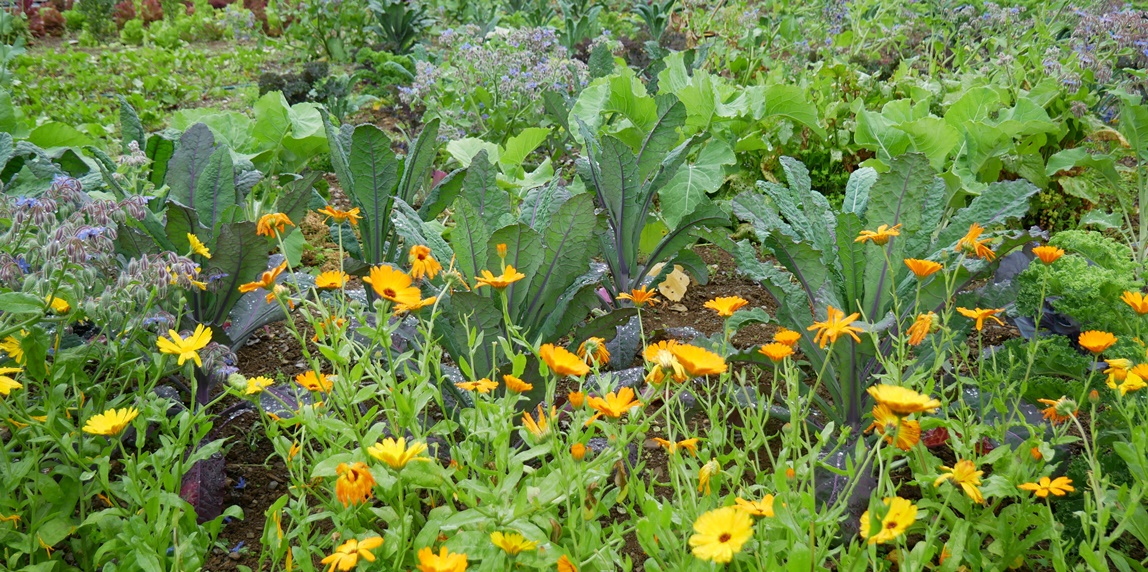 How to Build Healthy Soil - Eco-logically