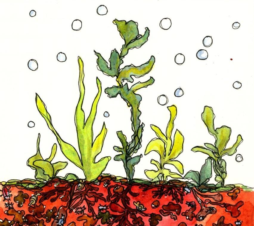 Illustration showing how to build healthy soil