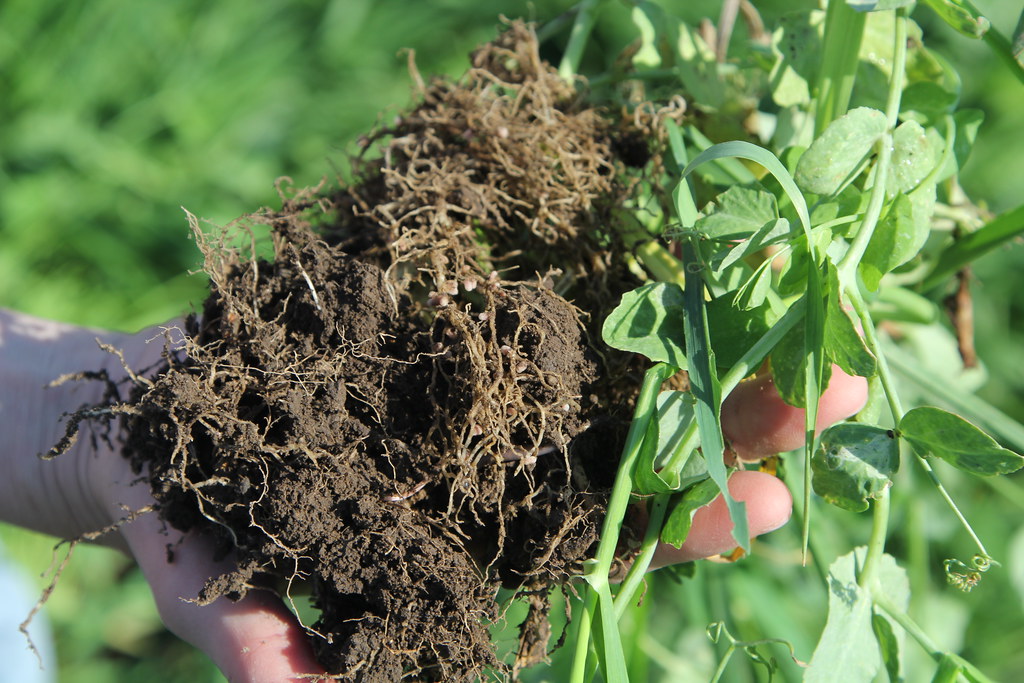 healthysoil2