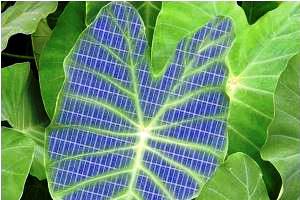 Plant leaves are solar panels