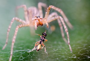 Spider eating insect pest