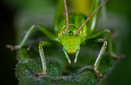 Cricket eating leaf