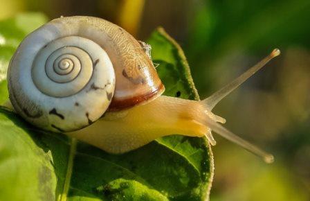 Snail eating veggies
