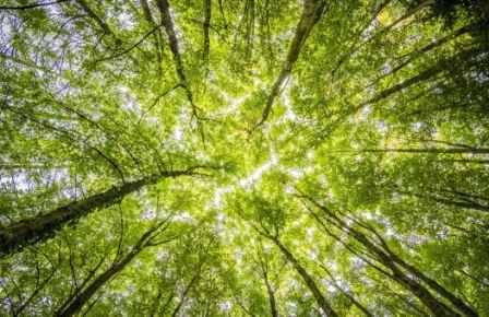 Leaves forming solar panels