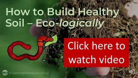 How to build healthy soil - ecologically